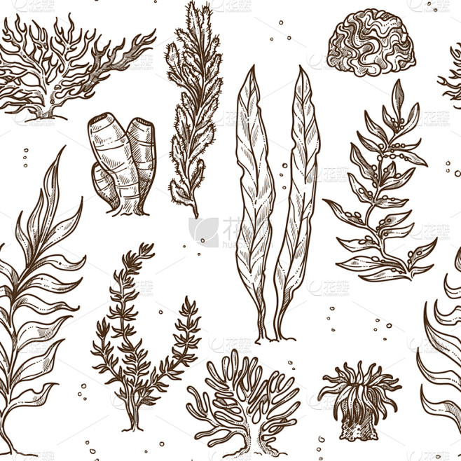 植物群,珊瑚,水下,海绵,海草,环境,动...