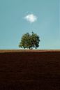 | Point of View | : A personal point of view of trees and sky.