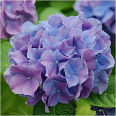蓝莓小主采集到花朵集五