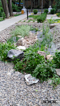 [转载]冷眼旁观---清华大学胜因院的雨水花园本来对雨水花园还是比较感兴趣的，但是看了这个项目以后，只有了失落，雨水花园就应该是这个样子吗？？