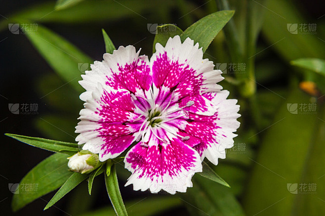 石竹(中国粉)花在花园里