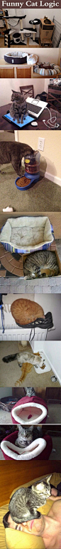 Funny Cat Logic cute animals cat cats adorable animal kittens pets kitten funny pictures funny animals funny cats: 