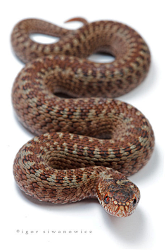 combronze-backed parrot snake2