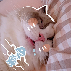 呜哇奶盖采集到猫咪