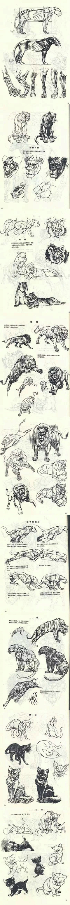 浪浪山下的小猪妖采集到动物参考