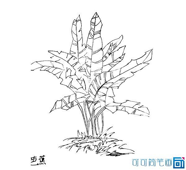 芭蕉树简笔画