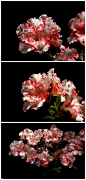  鲜花 嘀咕图片