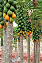 papaya tree