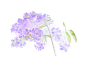 Lilacs Watercolor Painting Lilacs Painting by trowelandpaintbrush