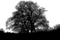 树木, 森林, 轮廓, 景观, 林地, 自然, 树剪影, 剪出