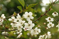 苹果树开花的树枝