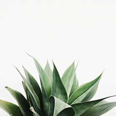 Stuneat采集到植物元素