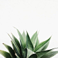 绿植草木花卉素材  <a class="text-meta meta-mention" href="/lamges/">@南栀惜沫</a> 专注电商资源采集       (13)