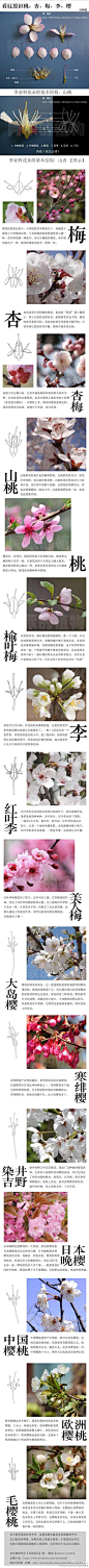 算了，既然这个图被盗的满天飞，那我还是放出来原图，那些为了盗图把原图截的乱七八糟的东西，亲们可以来看看原图里都有那些被丢掉的重要信息，这张图必须感谢@黑狗_青岩草木工作室的汪汪老师 @空错 提供的桃花解剖图和花卉图。【盗图去死！】
