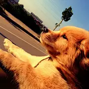 陈一横~