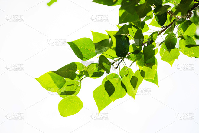 叶子,绿色,前景聚焦,浅的,清新,环境,枝繁叶茂,植物,背景,枫树
