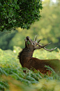 Red Deer Stag (by Benjamin Joseph Andrew)