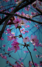 Photograph 桜　Sakura by Miki A on 500px