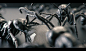 Ant