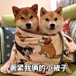 柴犬