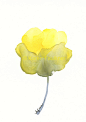 Art, Print, Giclee, Watercolor Flower, Yellow Flower:  Optimism