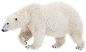 北极熊PNG