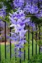 Queen's Wreath
Bluebird Vine