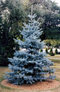 Rich's Foxwillow Pines Nursery, Inc. - Picea pungens – 'Hoopsii' Colorado Blue Spruce - Real color people, REAL color!!!: 蓝杉？？