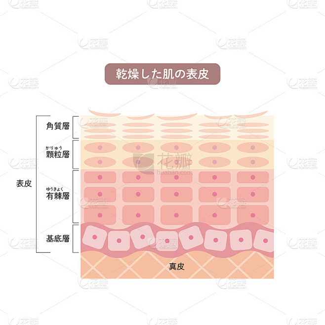 干燥皮肤表皮皮肤结构皮肤图美容学素材-花瓣网