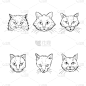 草图,矢量,野生猫科动物,拟人,可爱的,多样,肖像,猫科动物,动物,人的眼睛