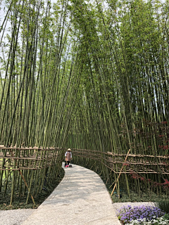 两个向日葵采集到竹林