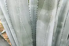 龙舌兰植物的叶子近处。