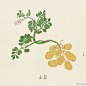 #蔬食绘画# 都是最平常的蔬菜。前几天大半夜整理画稿编辑图片时打字，写黄瓜土豆这样的词汇都会觉得莫名的亲切感，说到底小时候得跟着大人施肥松土种这些，晴天下雨这些词汇都和童年记忆融在一起了~ #越来越不想干插图工作了#