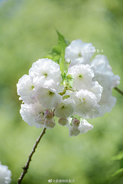 桃花炸弹采集到花卉植被