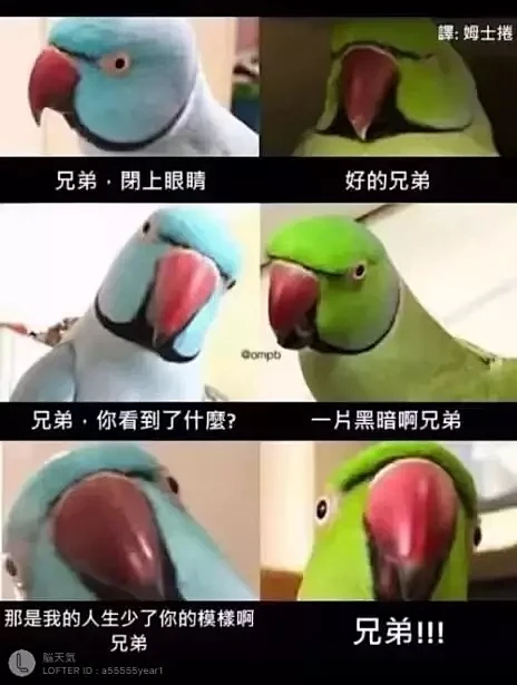 梗图-花瓣网