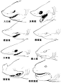 鲨鱼 (31)