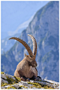 Alpine ibex in Slovenia's mountains.