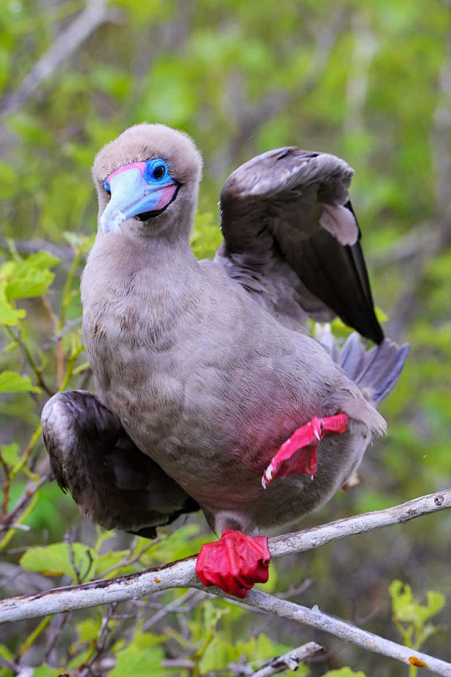 鲣鸟目·鲣鸟科·鲣鸟属:红脚鲣鸟