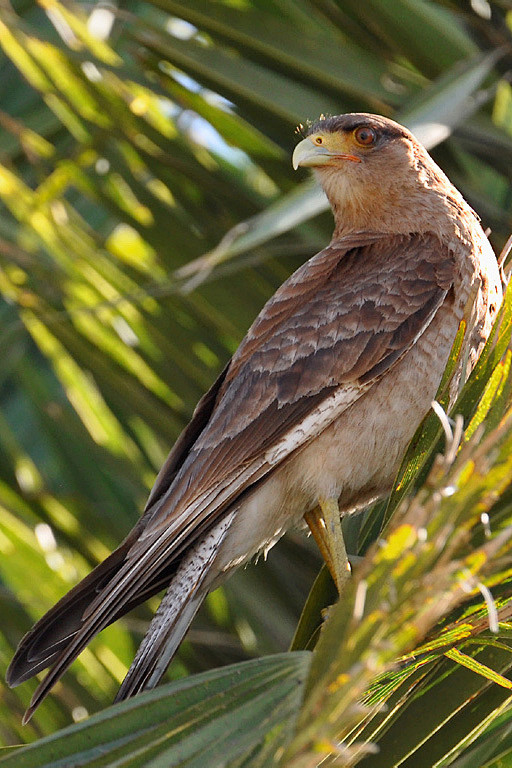 隼形目隼科叫隼属叫隼