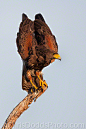Photograph Harris Hawk by Christopher Dodds on 500px