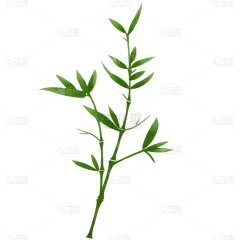 手绘植物系列-竹叶