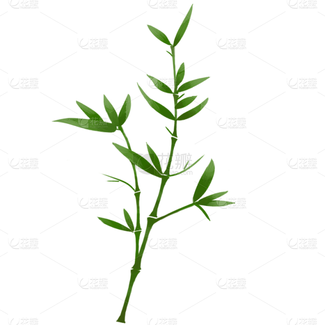 手绘植物系列-竹叶