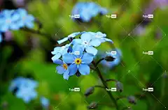 花朵 小花 花壁纸 蓝色花朵 花卉背景 花瓣 美丽的花朵