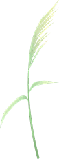 绿色植物插画唯美手绘节气彩色芦苇清新传统图片