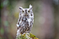 热带角鸮？
Shreek Owl : A Shreek Owl portrait taken at Mounstberg Conservation Park.