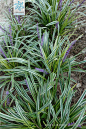金边阔叶山麦冬 Liriope muscari (Decaisne) L. H. Bailey 'Variegata' 中国植物图像库