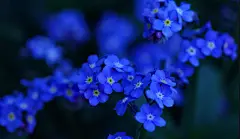 勿忘我花壁纸的搜索结果_360图片