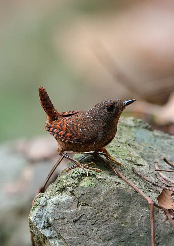 丽星鹩鹛鸟纲国家三级保护动物