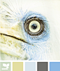 bird eye hues