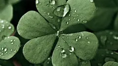 唯美四叶草动态壁纸 唯美四叶草动态壁纸下载-站长壁纸